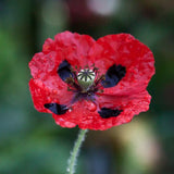 Poppy 'Ladybird' - Bare Root