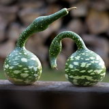 Gourd 'Speckled Swan'