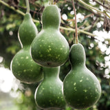Gourd 'Speckled Swan'