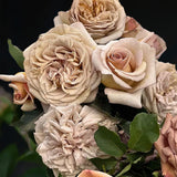 Floribunda rose Rallye des Gazelles® Bare-root