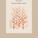 Bronze fennel 'Smokey'