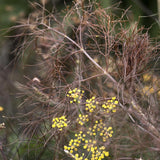Bronze fennel 'Smokey'