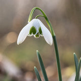 Snowdrop 'Hippolyta'