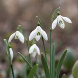 Snowdrop 'S. Arnott'