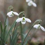 Turkish Snowdrop 'Polar Bear'