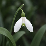 Green Snowdrop ORGANIC