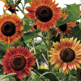 Sunflower 'Evening Sun'