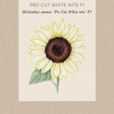 Solros 'Pro Cut White Nite'