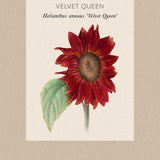 Solros 'Velvet Queen'