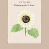 Sunflower 'Ice Cream'