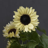 Sunflower 'Ice Cream'