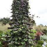 Hyacinth Bean 'Ruby Moon'