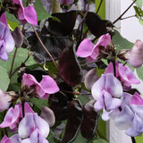 Hyacinth Bean 'Ruby Moon'