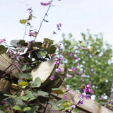 Hyacinth Bean 'Ruby Moon'