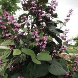 Hyacinth Bean 'Ruby Moon'