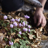 Autumn Cyclamen