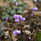 Autumn Cyclamen