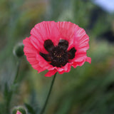 Poppy 'Moulin Rouge' - Bare Root