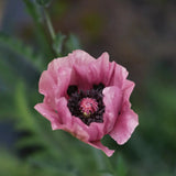 Poppy 'Patty's Plum' - Bare Root