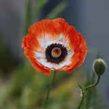 Poppy 'Pinnacle' - Bare Root