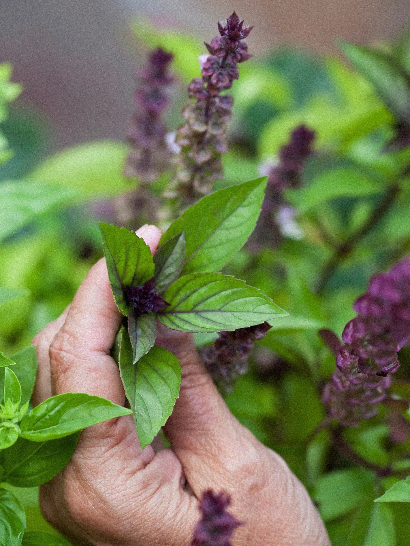 basil cinnamon plant Basil 'Cinnamon' – Zetas Garden