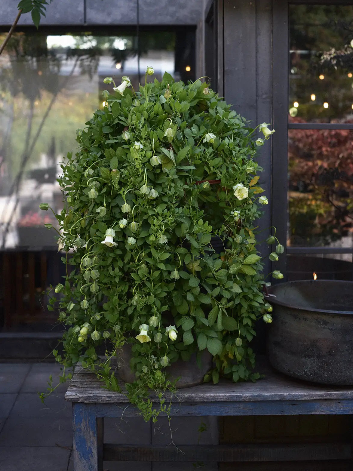 cup & saucer plant Cup & Saucer Vine 'White' – Zetas Garden
