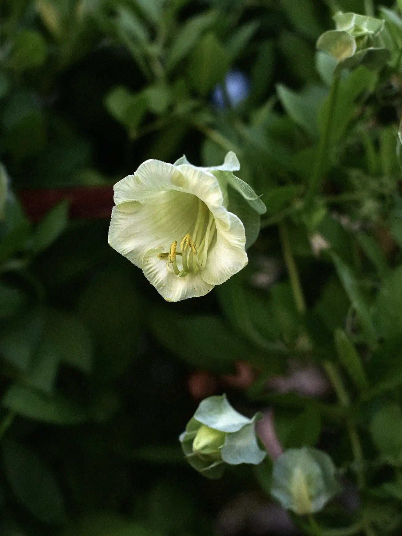cup and saucer vine plant for sale Cup & Saucer Vine 'White' – Zetas Garden