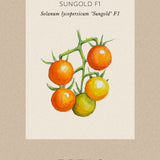 Cherry Tomato 'Sungold'