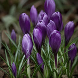 Crocus ‘Flower Record’ ORGANIC