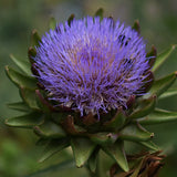 Artichoke 'Purple Romagna'