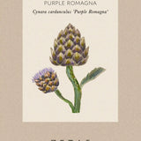 Artichoke 'Purple Romagna'