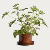 Pot 'Gro' Small Ø17,5 cm Iron Oxide