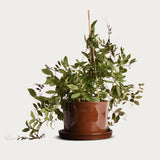 Pot 'Gro' Medium Ø20,5 cm Iron Oxide