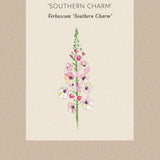 Kungsljus 'Southern Charm'