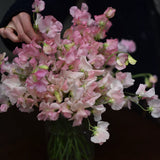 Sweet Pea 'Emily'