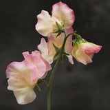 Sweet Pea 'Mollie Rilstone'