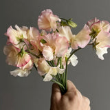 Sweet Pea 'Mollie Rilstone'