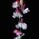 Sweet Pea 'Painted Lady'