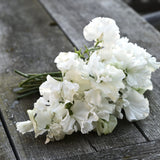 Sweet Pea 'Memorial Flight'