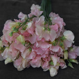 Sweet Pea 'Spring Sunshine Blush'