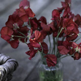 Sweet Pea 'Spring Sunshine Burgundy'