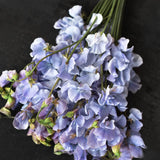 Sweet Pea 'Spring Sunshine Light Blue'