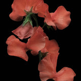 Sweet Pea 'Spring Sunshine Orange'