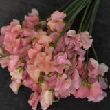 Sweet Pea 'Spring Sunshine Peach'