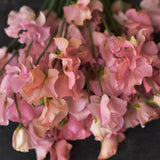 Sweet Pea 'Spring Sunshine Peach'