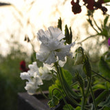Sweet Pea 'White Frills'