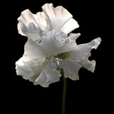 Sweet Pea 'White Frills'