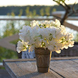 Sweet Pea 'Memorial Flight'