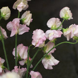 Sweet Pea 'Anniversary'
