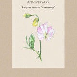 Sweet Pea 'Anniversary'